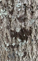 Frullania eboracensis