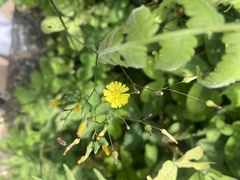 Youngia