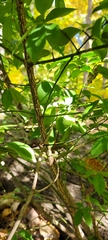 Euonymus alatus