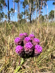 Carphephorus pseudoliatris
