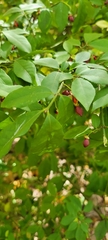 Euonymus alatus