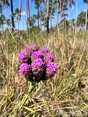 Carphephorus pseudoliatris