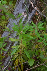 Rhododendron columbianum