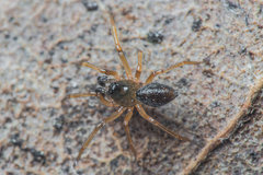 Pocadicnemis jacksoni