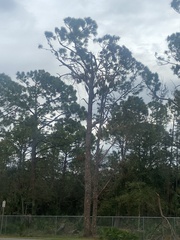 Pinus elliottii