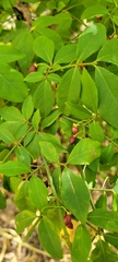 Euonymus alatus
