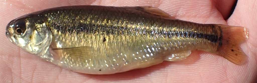 Male and female mature fathead minnows showing secondary sex