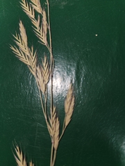 Festuca idahoensis