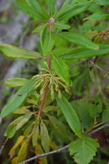 Rhododendron columbianum