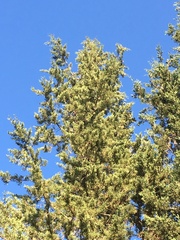 Cupressus sempervirens