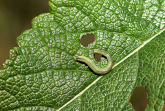 Eupithecia subumbrata