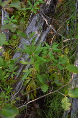 Rhododendron columbianum