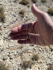 Bouteloua pectinata