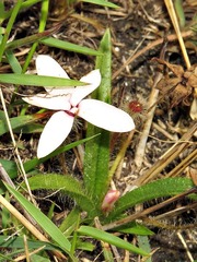 Rhodohypoxis