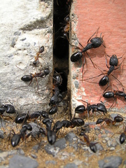 Camponotus fellah