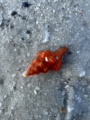 Triplofusus giganteus