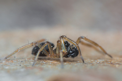 Pocadicnemis jacksoni