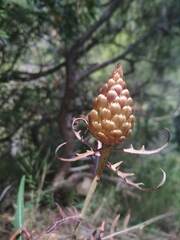 Leuzea conifera