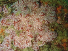 Aplousobranchia