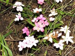 Rhodohypoxis