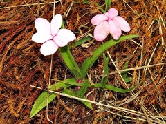 Rhodohypoxis