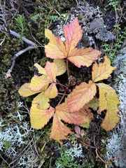 Rubus saxatilis