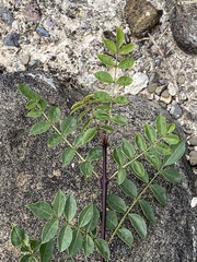 Fraxinus angustifolia