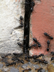 Camponotus fellah