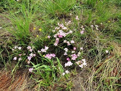 Rhodohypoxis