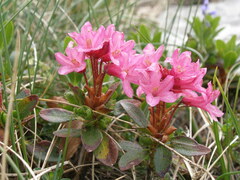 Rhododendron hirsutum