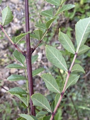 Fraxinus angustifolia