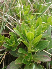 Rhododendron hirsutum