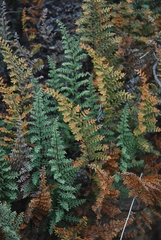 Pellaea mucronata mucronata