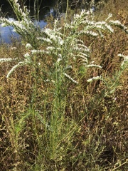 Eupatorium leptophyllum