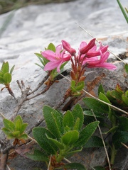 Rhododendron hirsutum