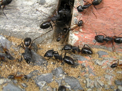 Camponotus fellah