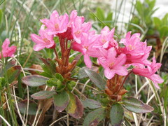 Rhododendron hirsutum