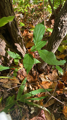 Calycanthus floridus