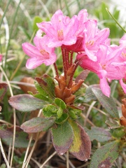 Rhododendron hirsutum