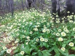Allium victorialis
