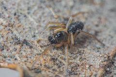 Pocadicnemis jacksoni