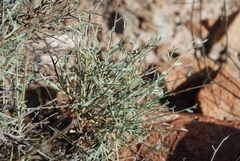 Crotalaria aegyptiaca