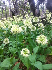 Allium victorialis