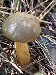 Chroogomphus vinicolor