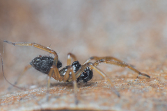 Pocadicnemis jacksoni