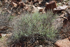 Crotalaria aegyptiaca