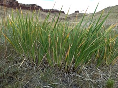 Iris lactea biglumis