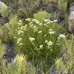 Brunia paleacea