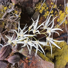 Dendrobium linguiforme