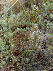 Veronica pinnata
